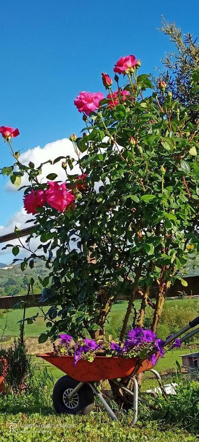 Il Faggio 17 B&B Artena Zewnętrze zdjęcie